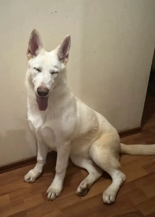 purebreed german shepherd dog