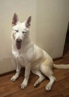 purebreed german shepherd dog