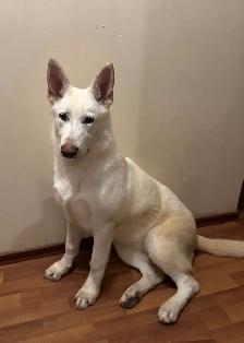 purebreed german shepherd dog - Photo 2