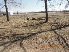 Free outside firewood. Northwest popular. Easy access.
