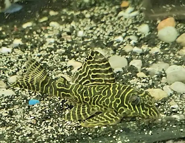 L333 yellow morph & black/white 3'-4' - Photo 4