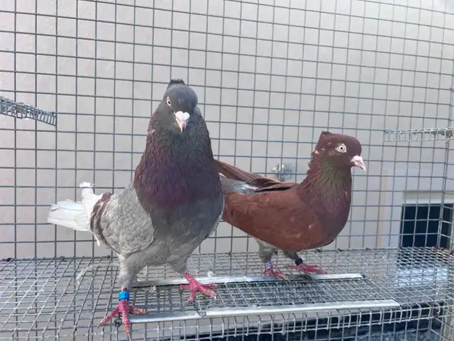 Serbian Flyers Pigeons