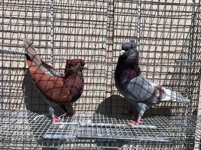 Serbian Flyers Pigeons - Photo 2