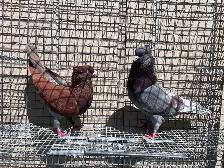 Serbian Flyers Pigeons - Photo 2