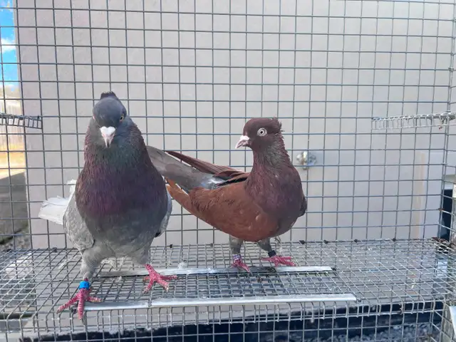Serbian Flyers Pigeons - Photo 3