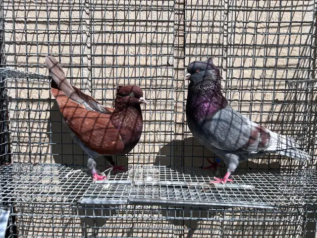 Serbian Flyers Pigeons - Photo 4