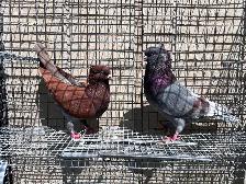 Serbian Flyers Pigeons - Photo 4