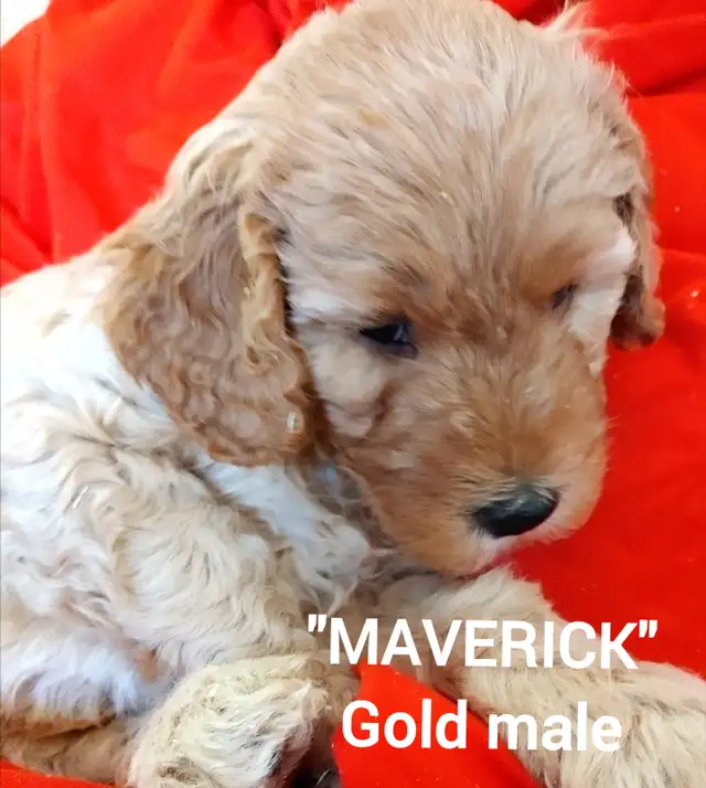 Goldendoodle Puppies - Premium