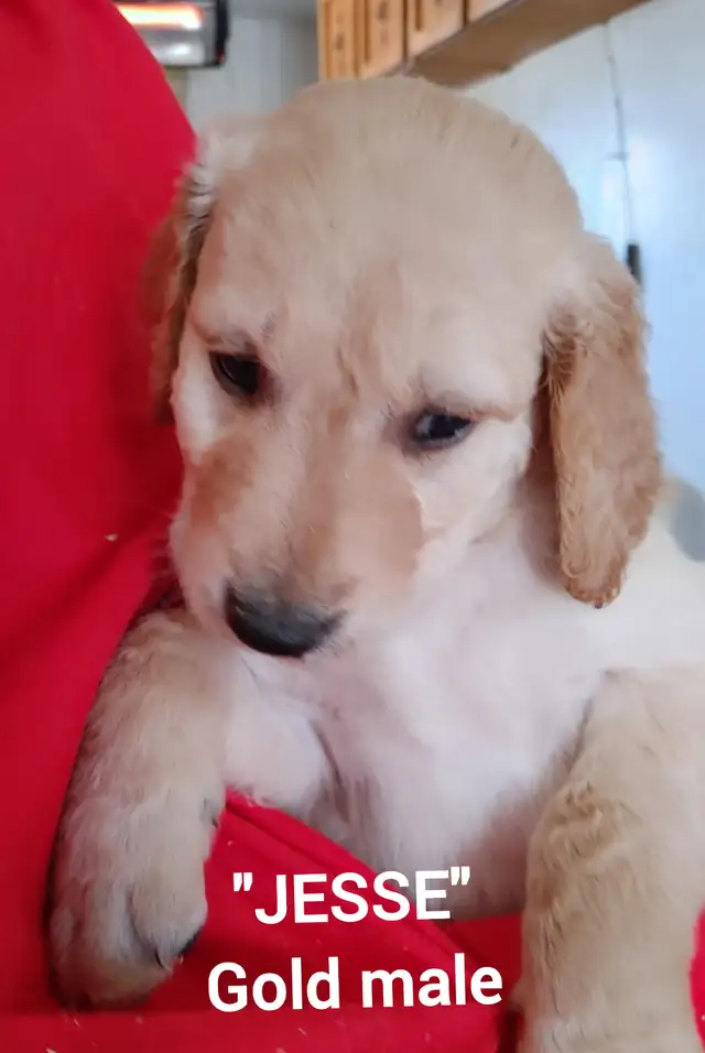 Goldendoodle Puppies - Premium - Photo 2