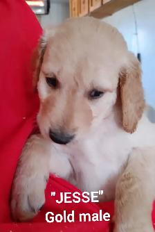 Goldendoodle Puppies - Premium - Photo 2