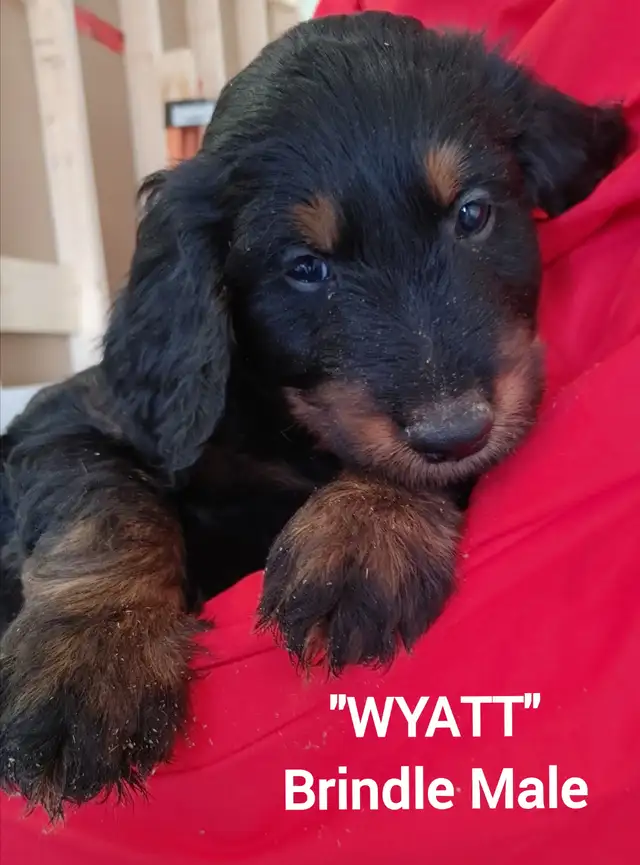 Goldendoodle Puppies - Premium - Photo 3