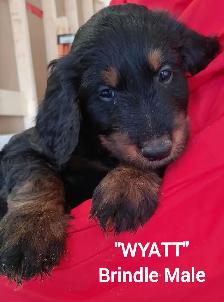 Goldendoodle Puppies - Premium - Photo 3