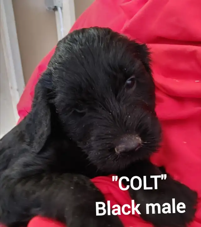 Goldendoodle Puppies - Premium - Photo 4