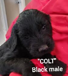 Goldendoodle Puppies - Premium - Photo 4