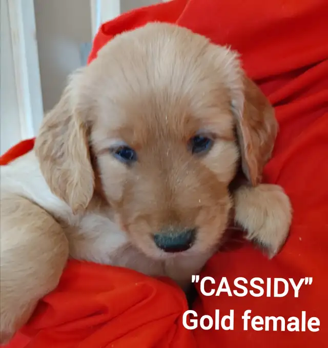 Goldendoodle Puppies - Premium - Photo 5