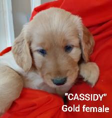 Goldendoodle Puppies - Premium - Photo 5
