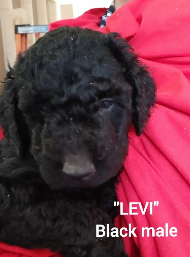 Goldendoodle Puppies - Premium - Photo 6