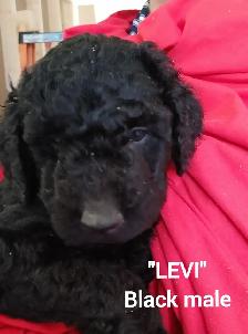 Goldendoodle Puppies - Premium - Photo 6