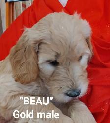Goldendoodle Puppies - Premium - Photo 7