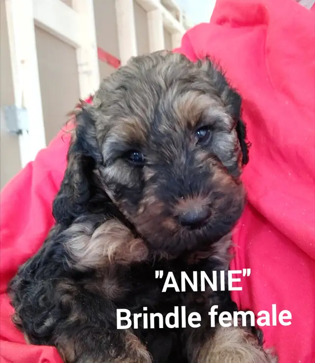 Goldendoodle Puppies - Premium - Photo 8
