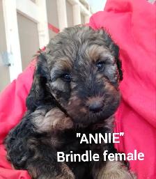 Goldendoodle Puppies - Premium - Photo 8