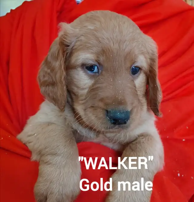Goldendoodle Puppies - Premium - Photo 9