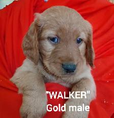 Goldendoodle Puppies - Premium - Photo 9