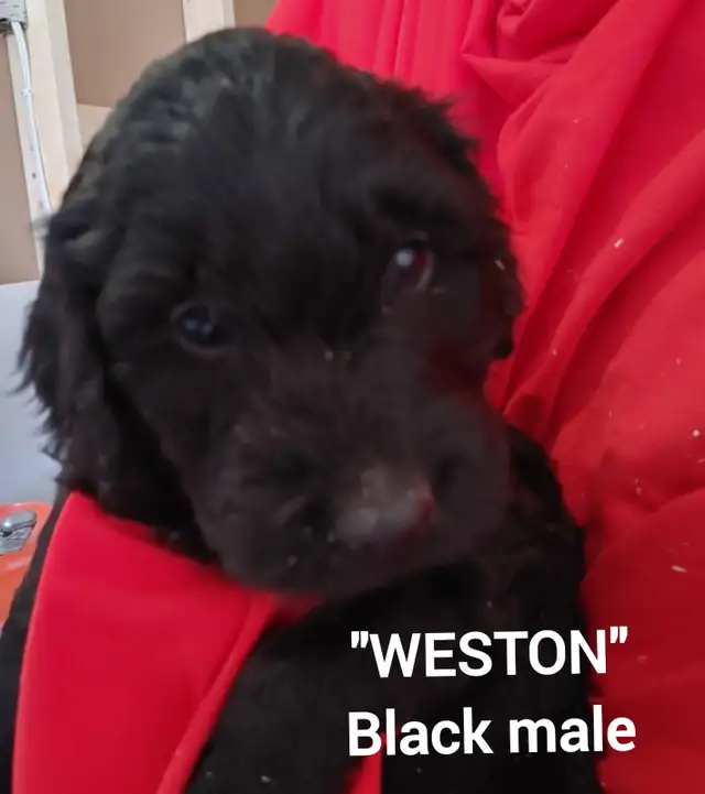 Goldendoodle Puppies - Premium - Photo 10