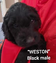 Goldendoodle Puppies - Premium - Photo 10