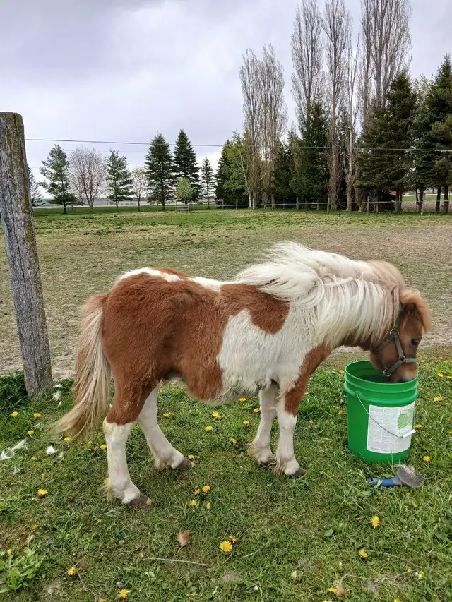 mini horse colt