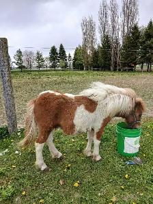 mini horse colt