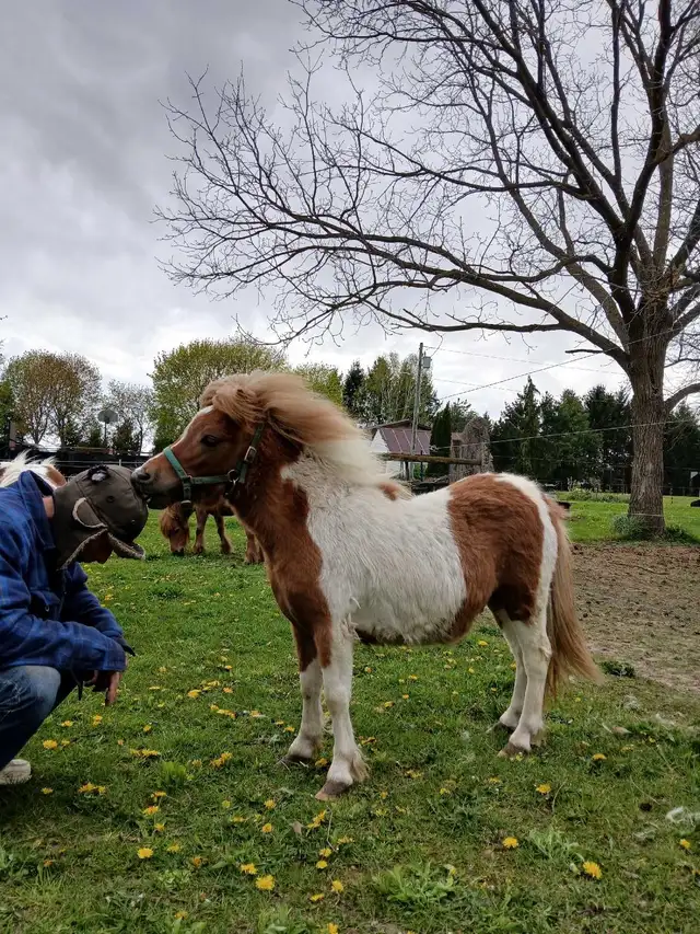 mini horse colt - Photo 2