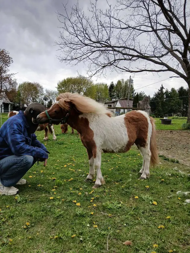 mini horse colt - Photo 3