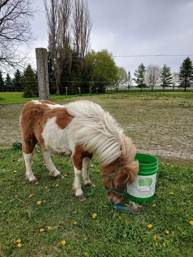 mini horse colt - Photo 4