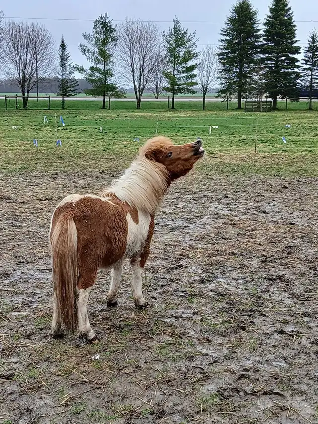 mini horse colt - Photo 5