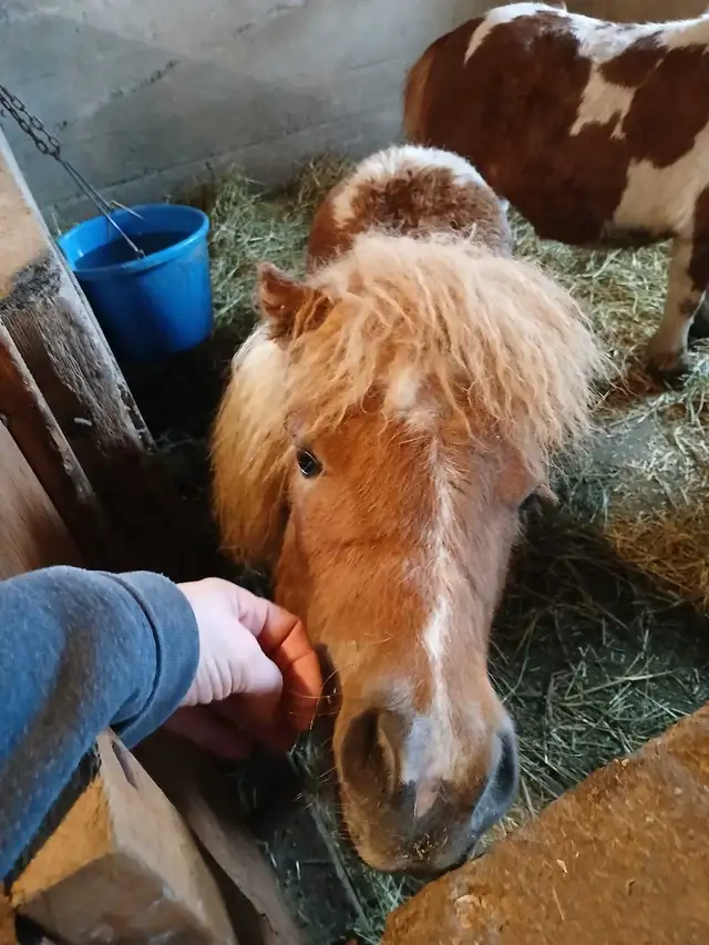 mini horse colt - Photo 6