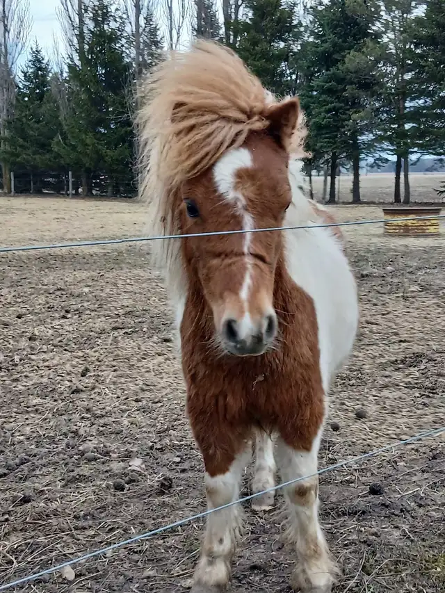 mini horse colt - Photo 7