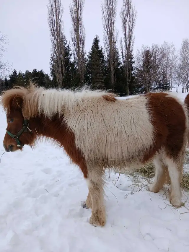 mini horse colt - Photo 8