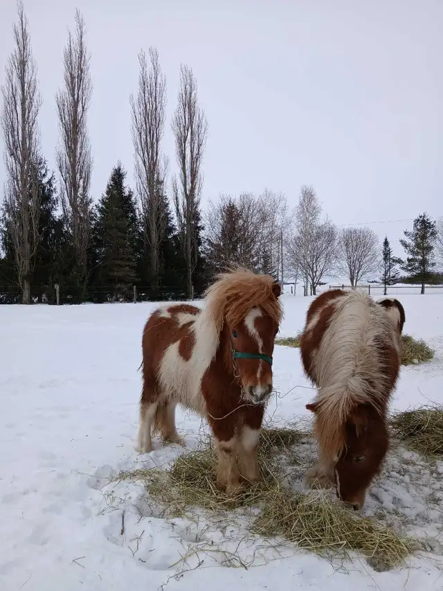 mini horse colt - Photo 9