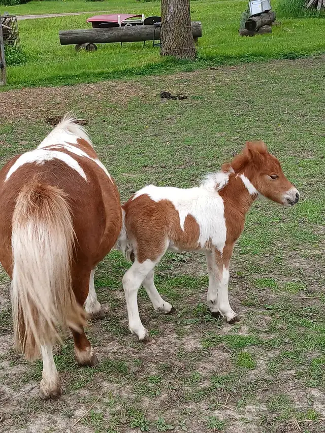 mini horse colt - Photo 10