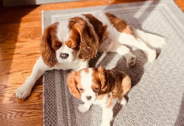 Cavalier King Charles Spaniel