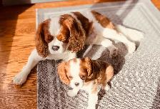 Cavalier King Charles Spaniel