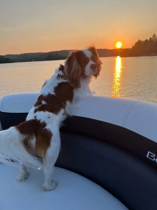 Cavalier King Charles Spaniel - Photo 2