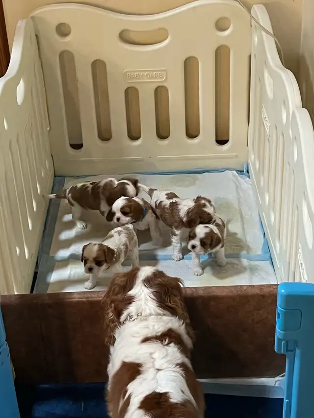 Cavalier King Charles Spaniel - Photo 3