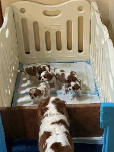 Cavalier King Charles Spaniel - Photo 3