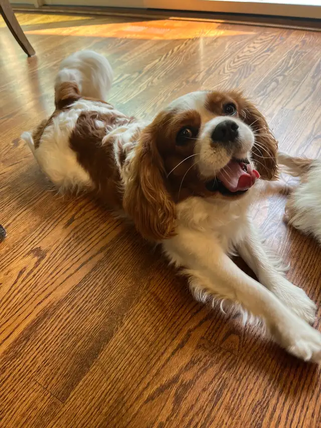 Cavalier King Charles Spaniel - Photo 4