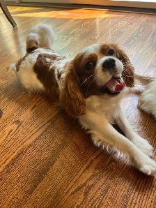 Cavalier King Charles Spaniel - Photo 4
