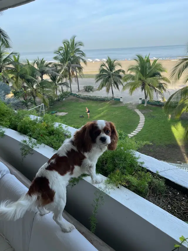 Cavalier King Charles Spaniel - Photo 5