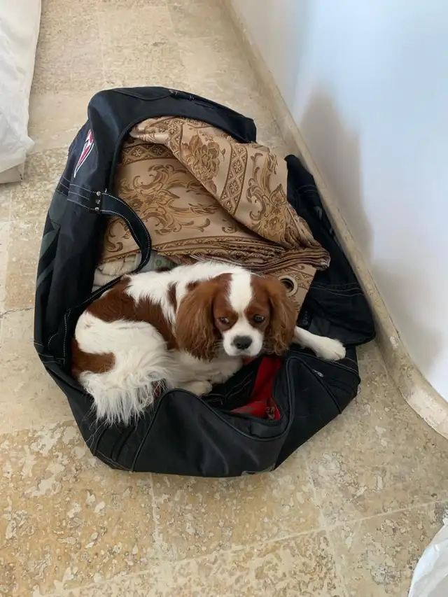 Cavalier King Charles Spaniel - Photo 6