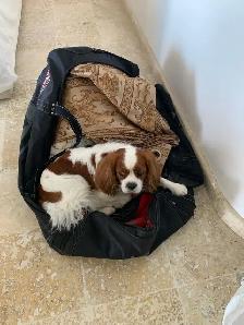 Cavalier King Charles Spaniel - Photo 6